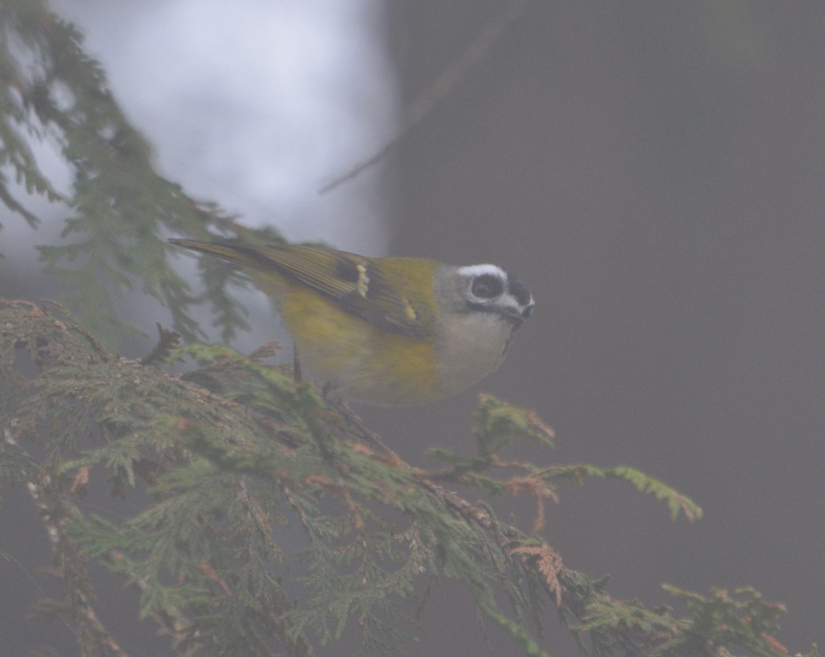 Flamecrest - ML633391518