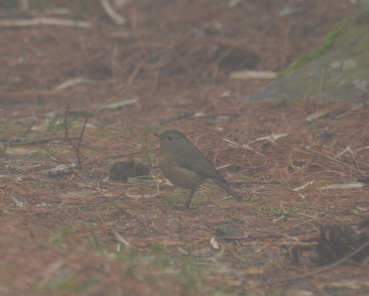 Collared Bush-Robin - ML633391523
