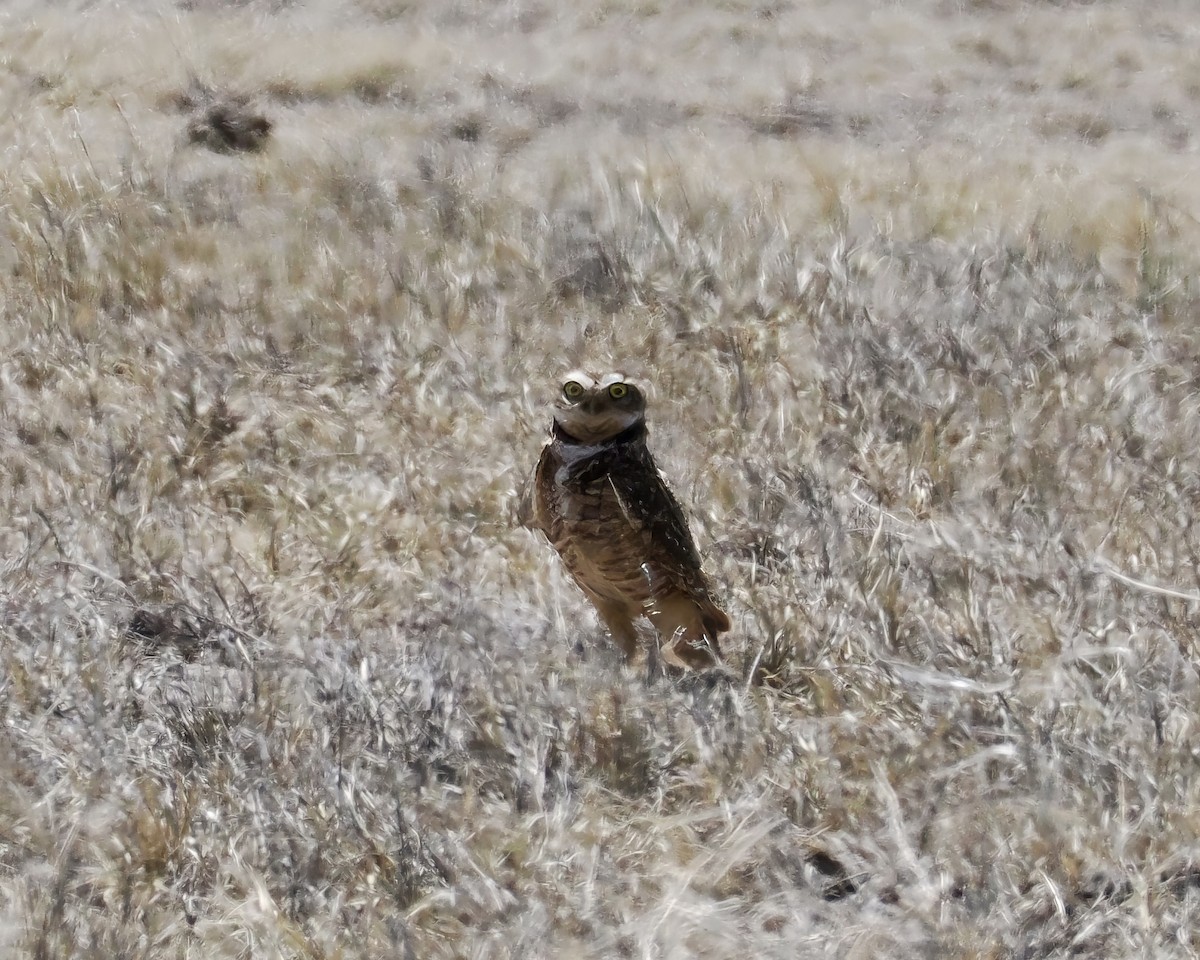 Burrowing Owl - ML633391605