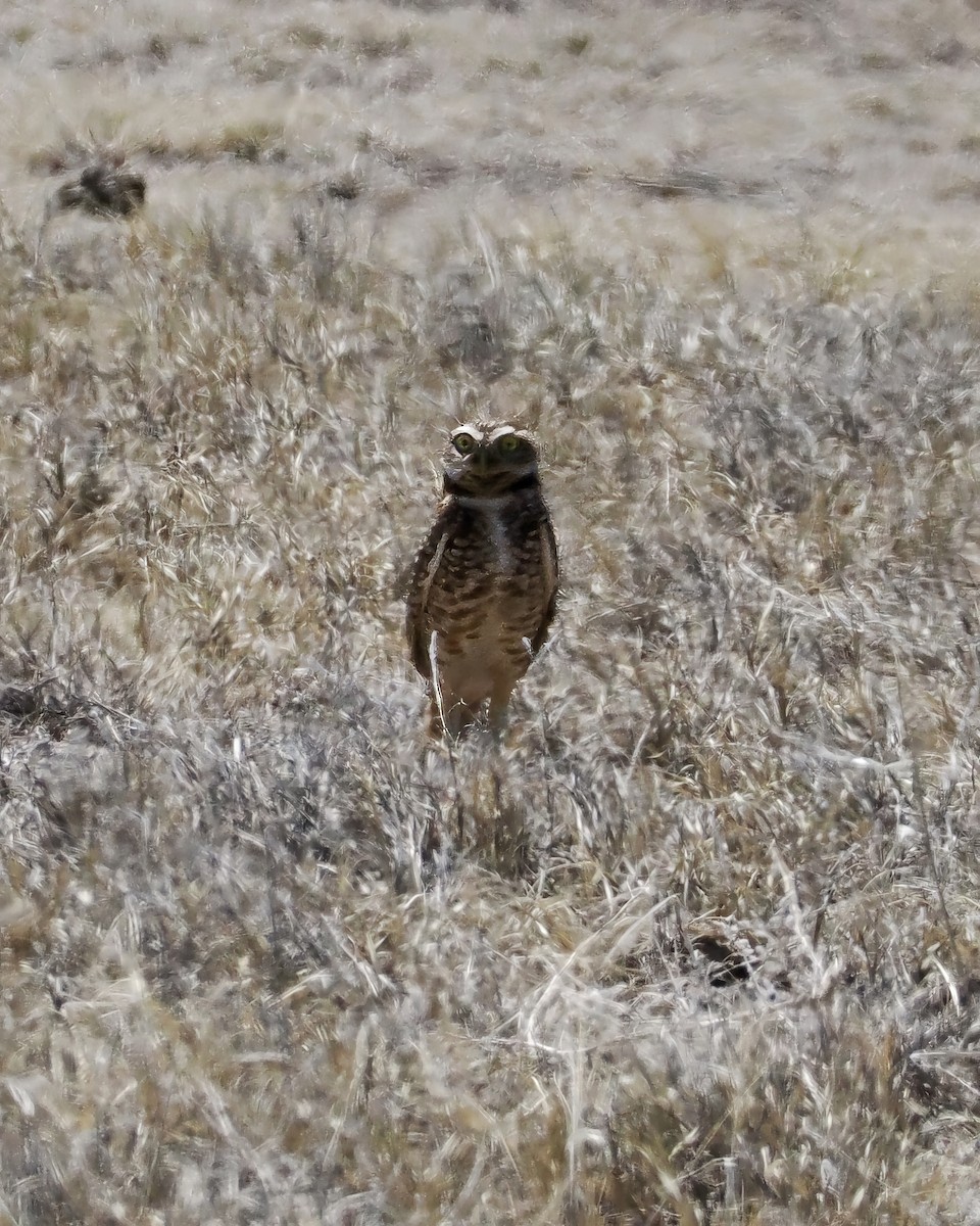 Burrowing Owl - ML633391606