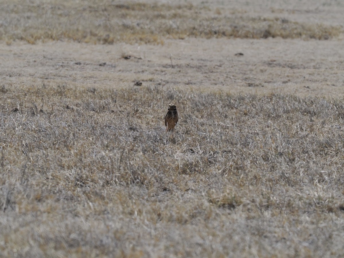 Burrowing Owl - ML633391607
