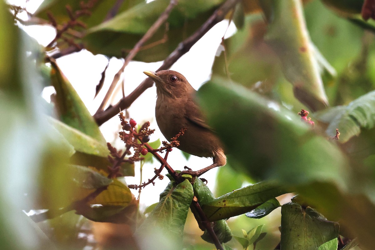 Clay-colored Thrush - Charles Davies