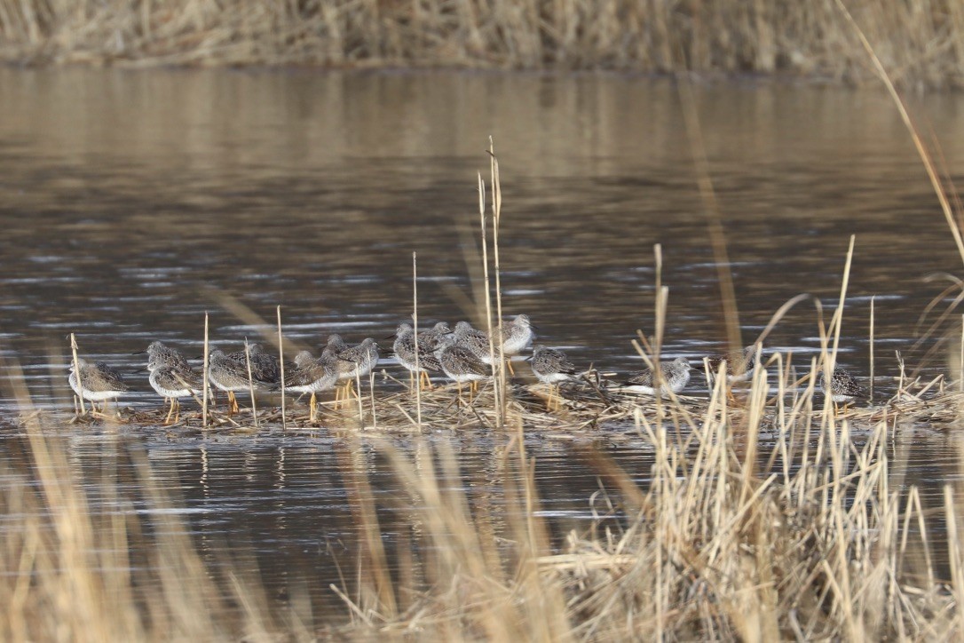 Greater Yellowlegs - ML633391693