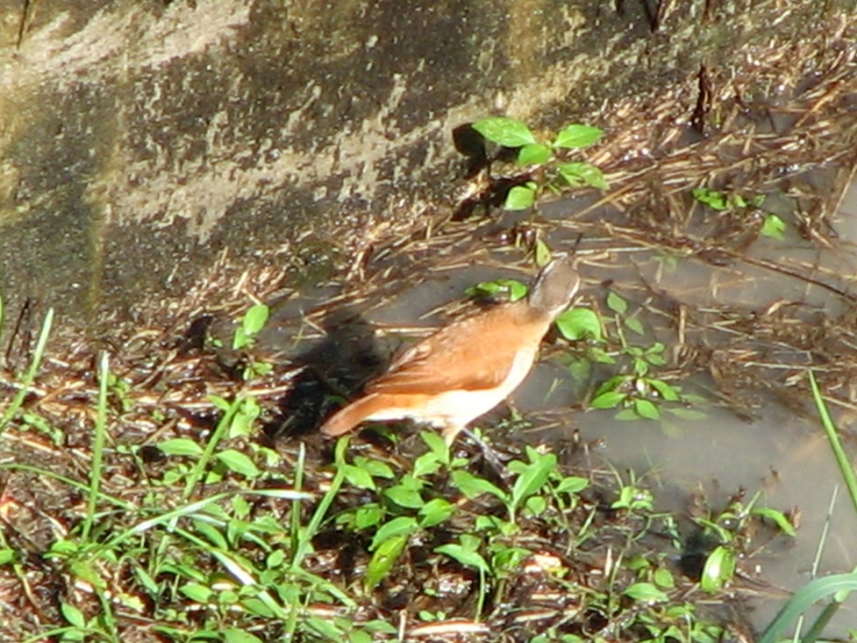 Lesser Hornero - ML633391762