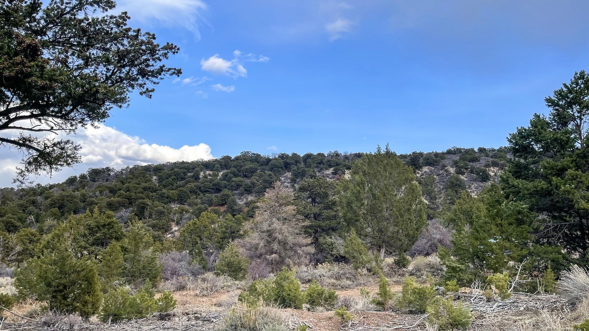 null - ML633391811