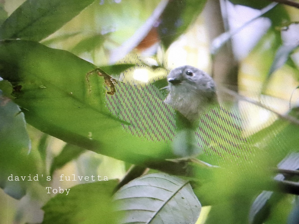 David's Fulvetta - ML633391817