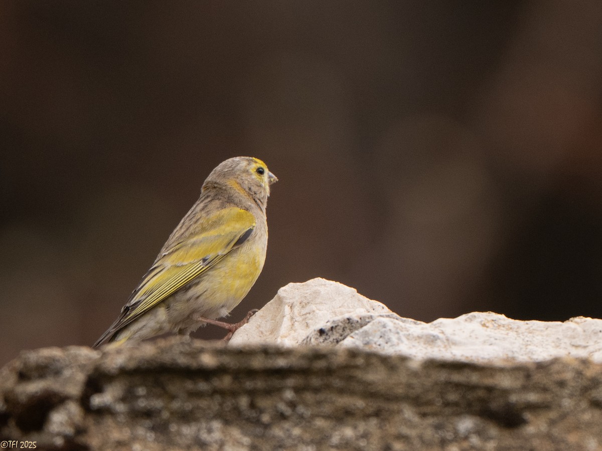 Syrian Serin - ML633391928