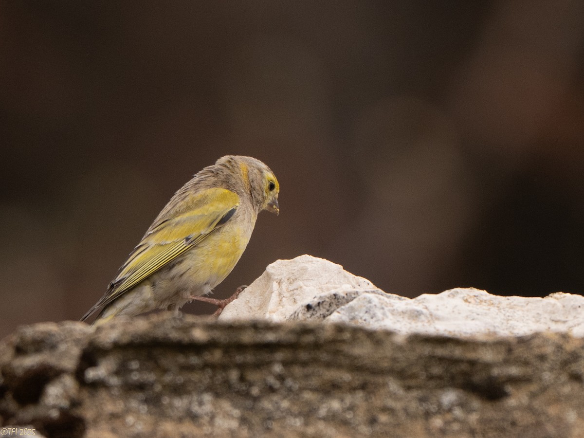 Syrian Serin - ML633391930
