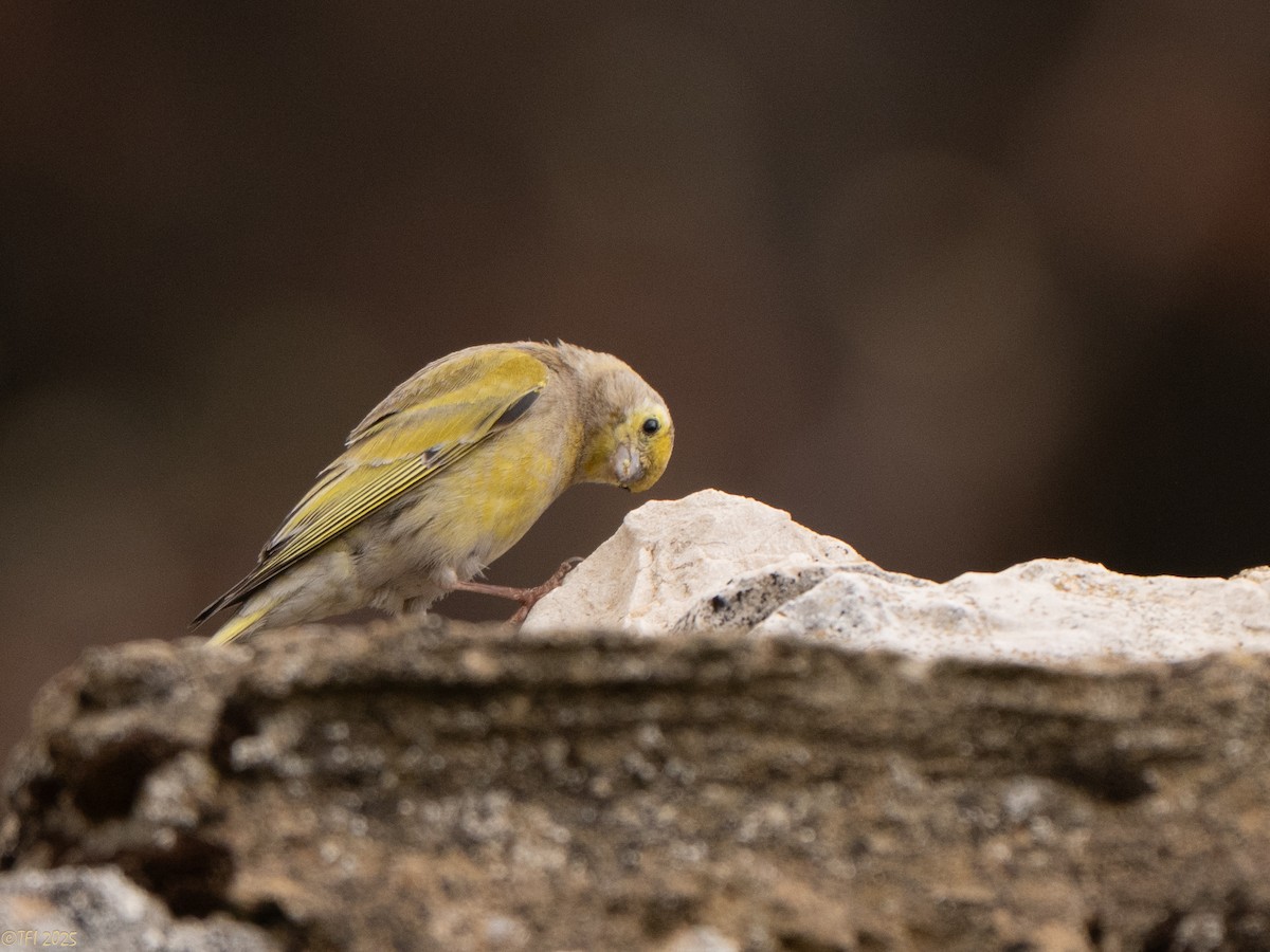 Syrian Serin - ML633391935