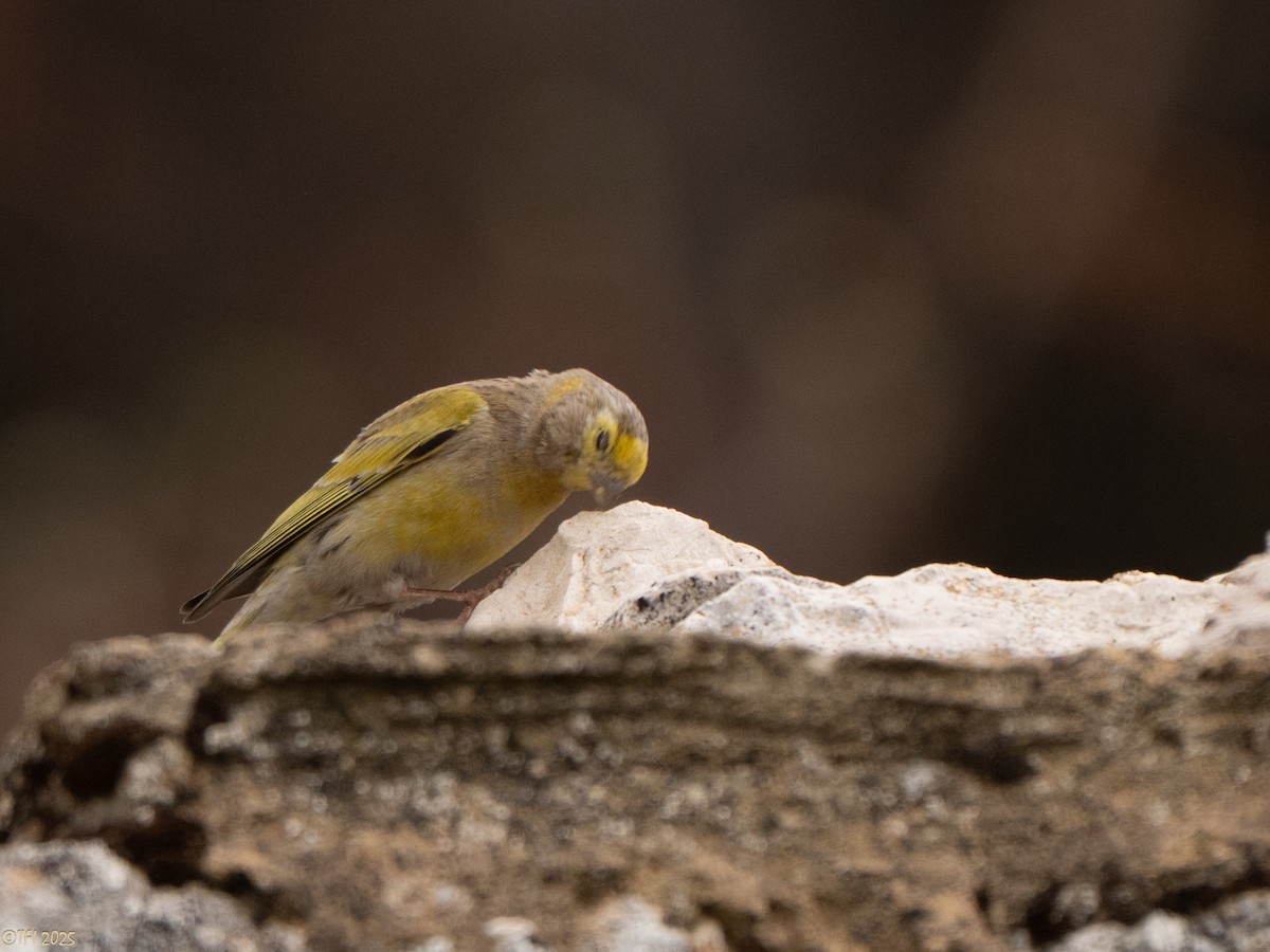 Syrian Serin - ML633391941