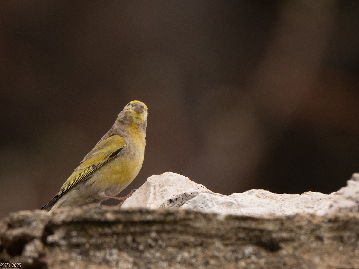 Syrian Serin - ML633391945
