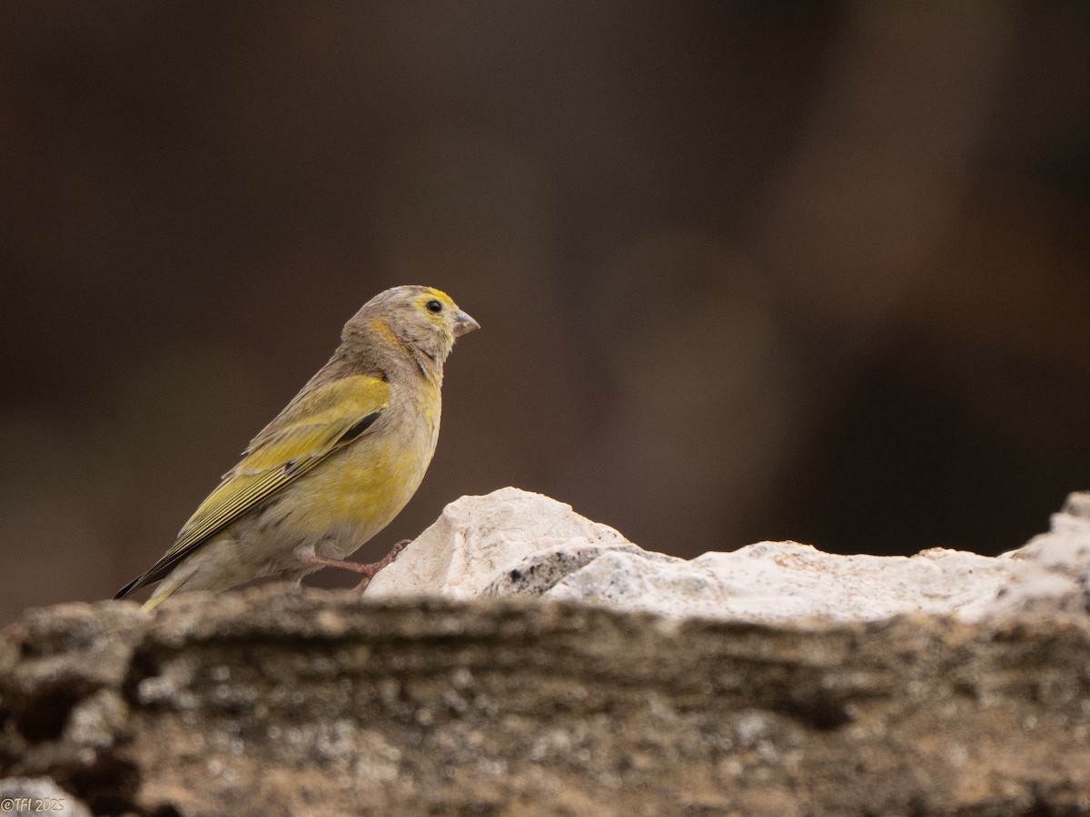 Syrian Serin - ML633391949