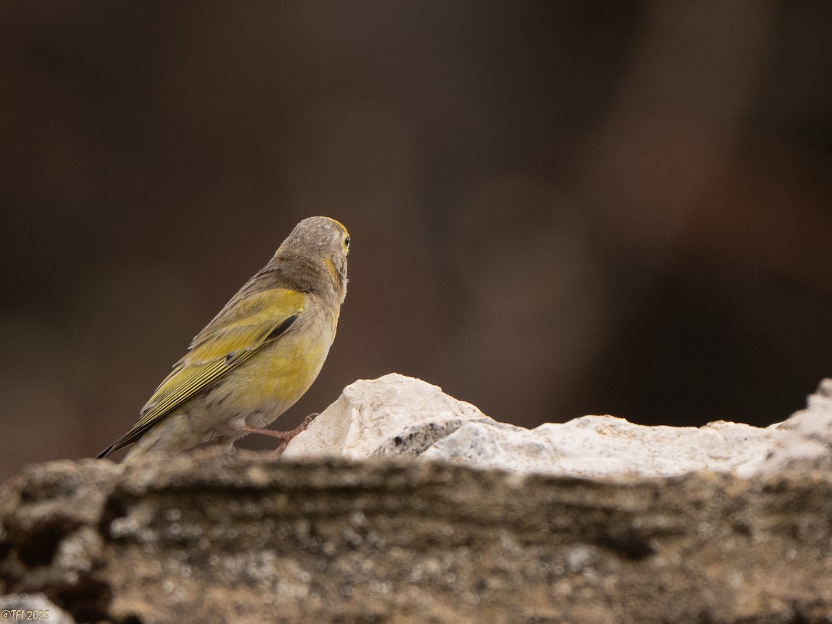 Syrian Serin - ML633391952