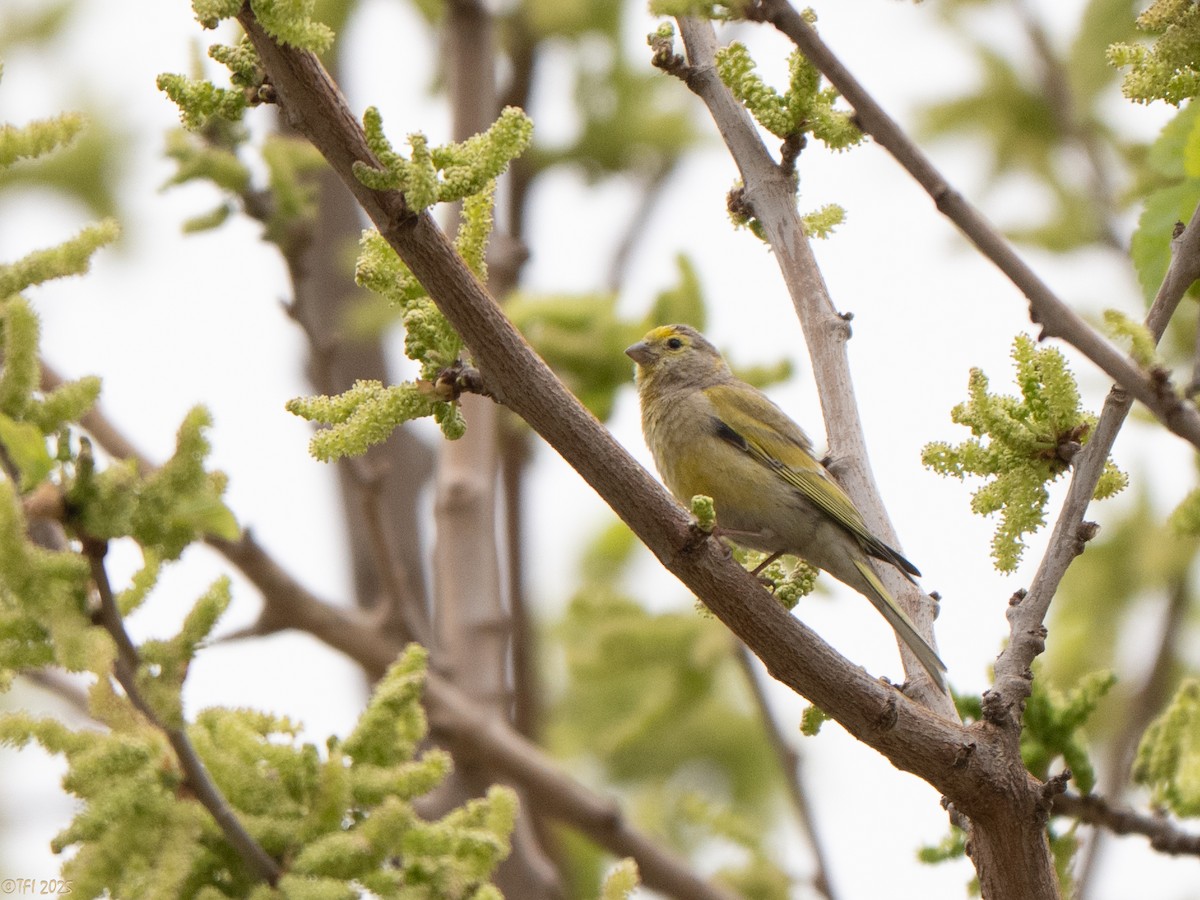 Syrian Serin - ML633391956