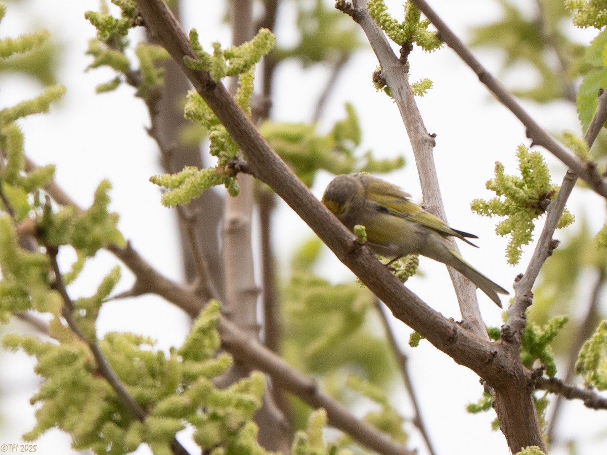 Syrian Serin - ML633391959