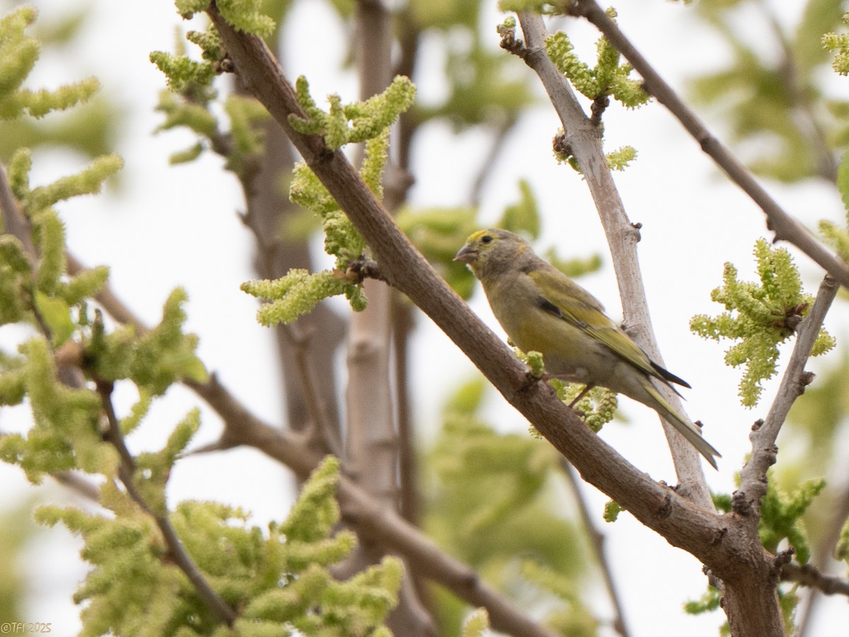 Syrian Serin - ML633391965