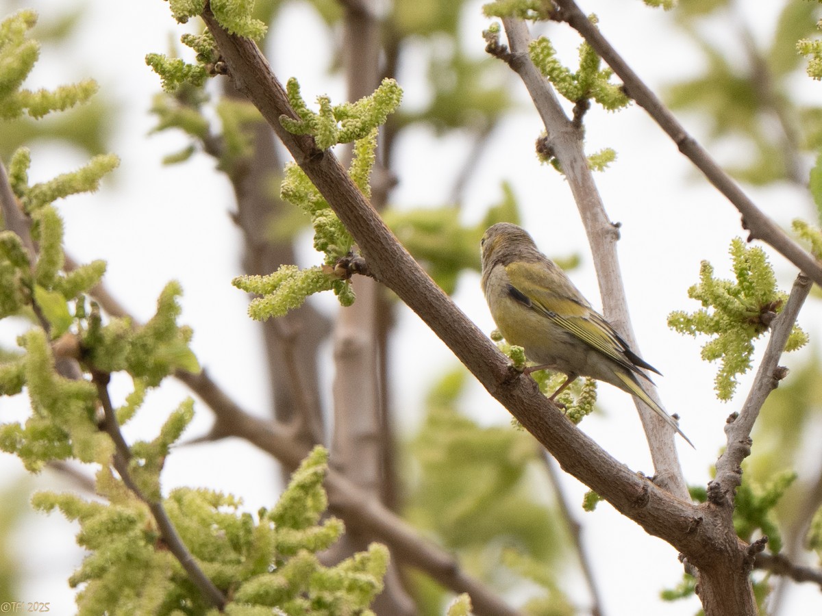 Syrian Serin - ML633391966