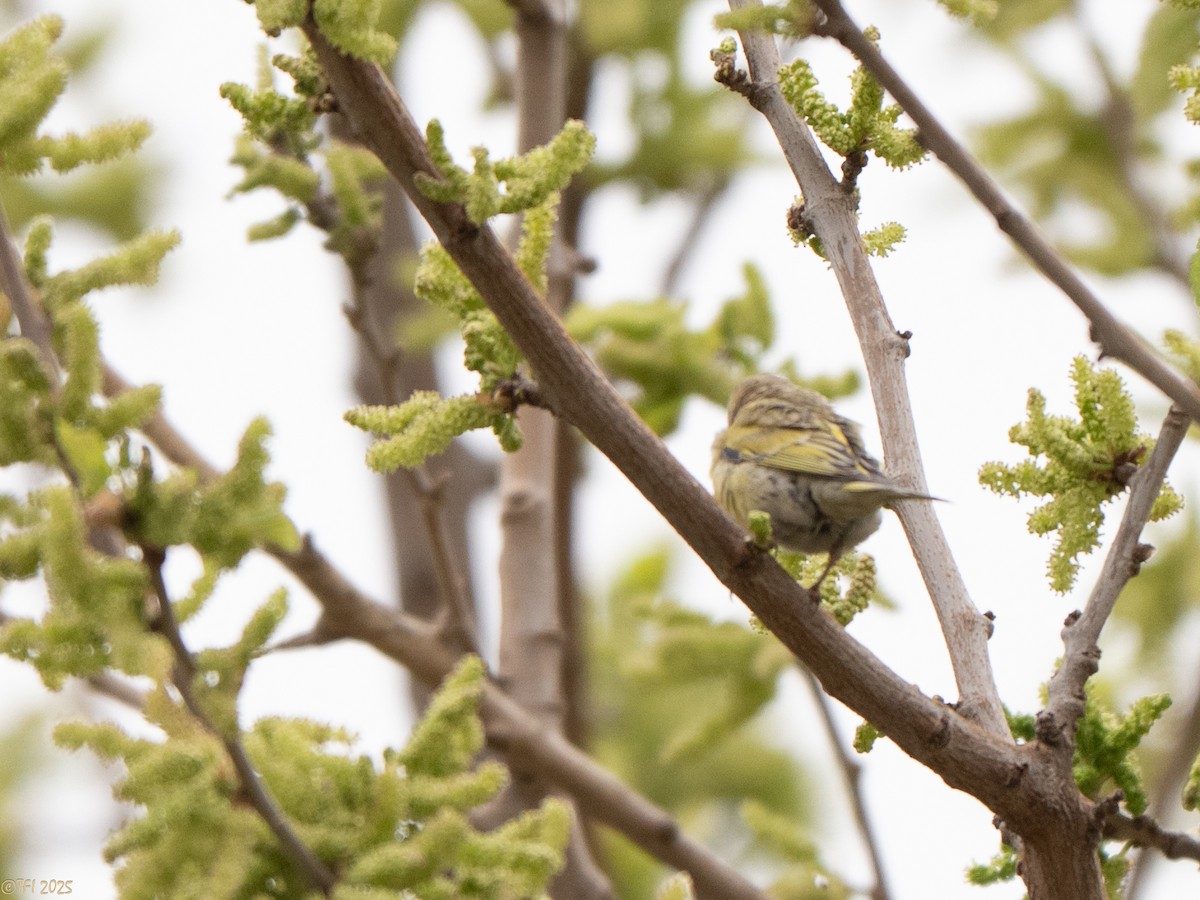 Syrian Serin - ML633391967