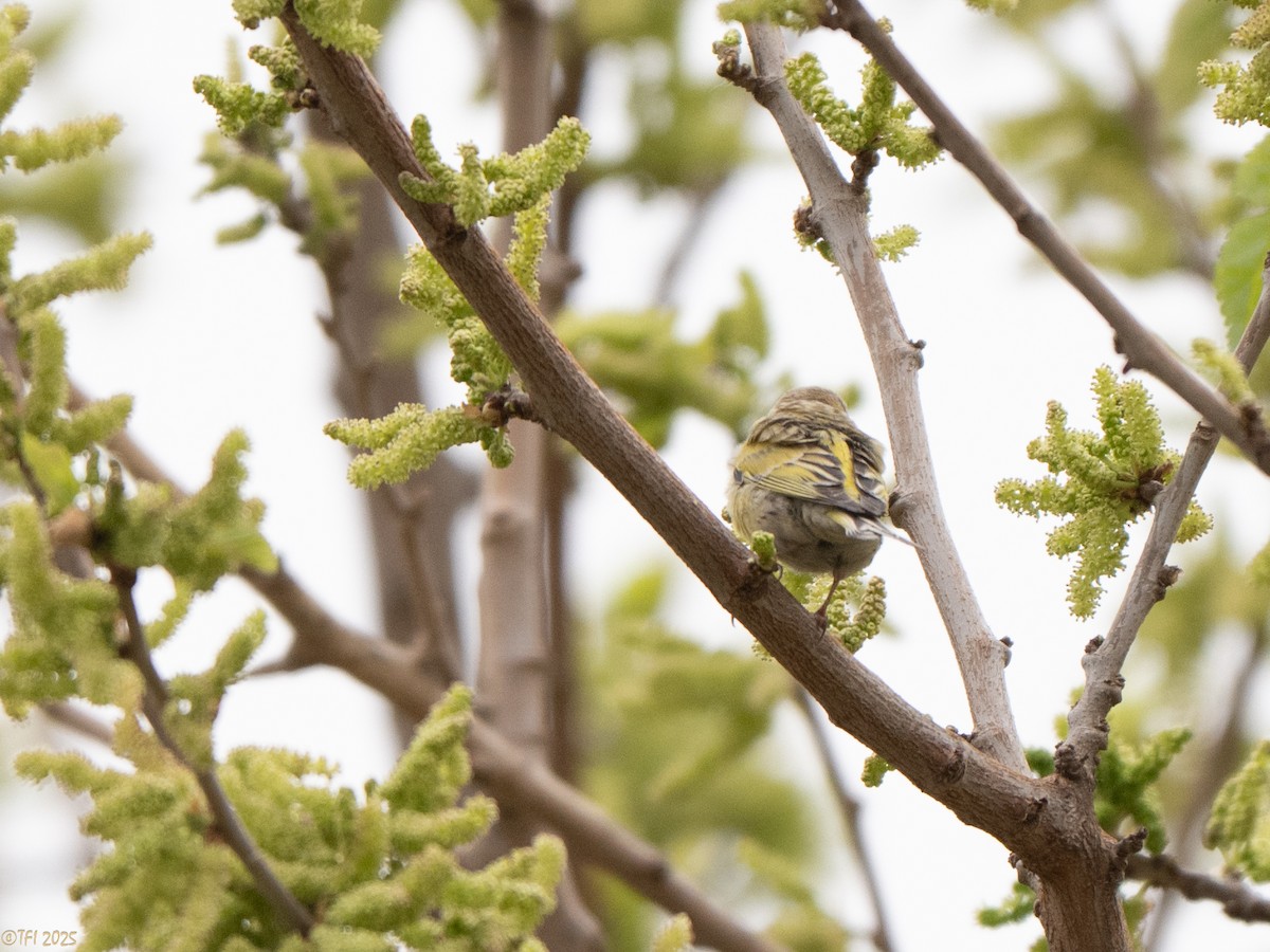 Syrian Serin - ML633391968