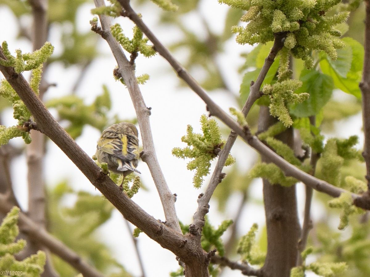 Syrian Serin - ML633391971