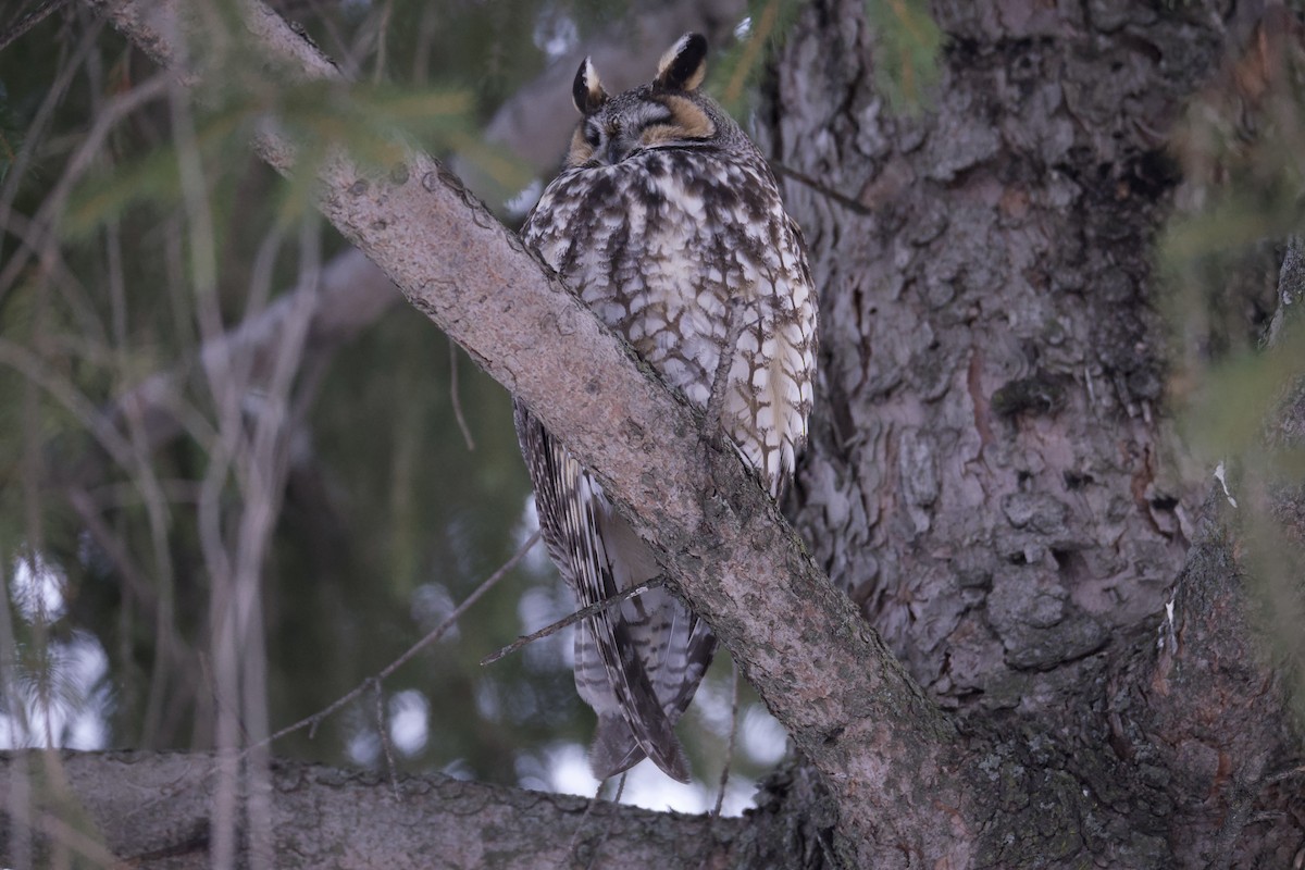 Long-eared Owl - William Buswell
