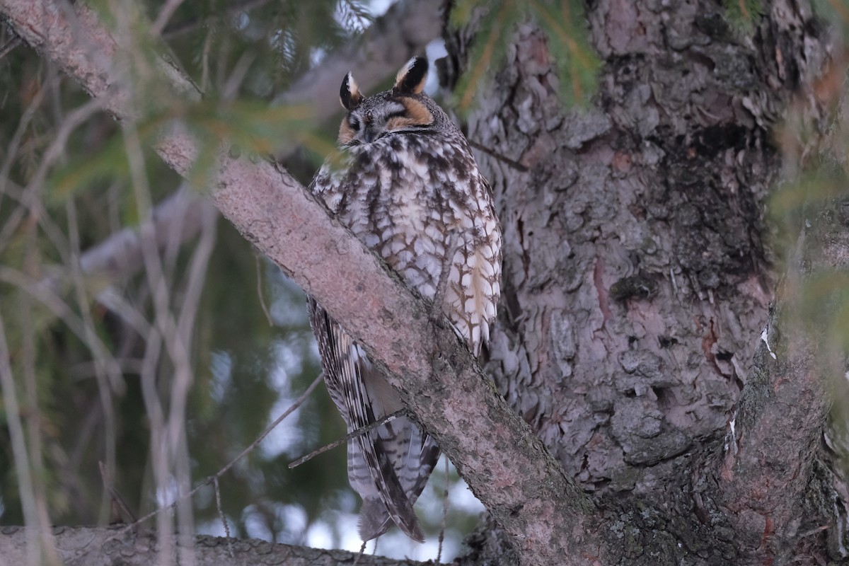 Long-eared Owl - William Buswell