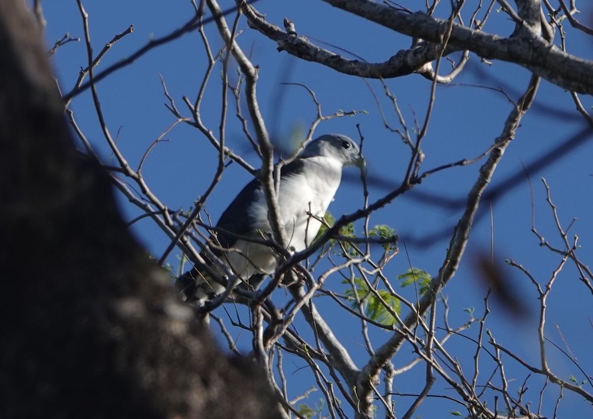 Gray-headed Kite - ML633392369