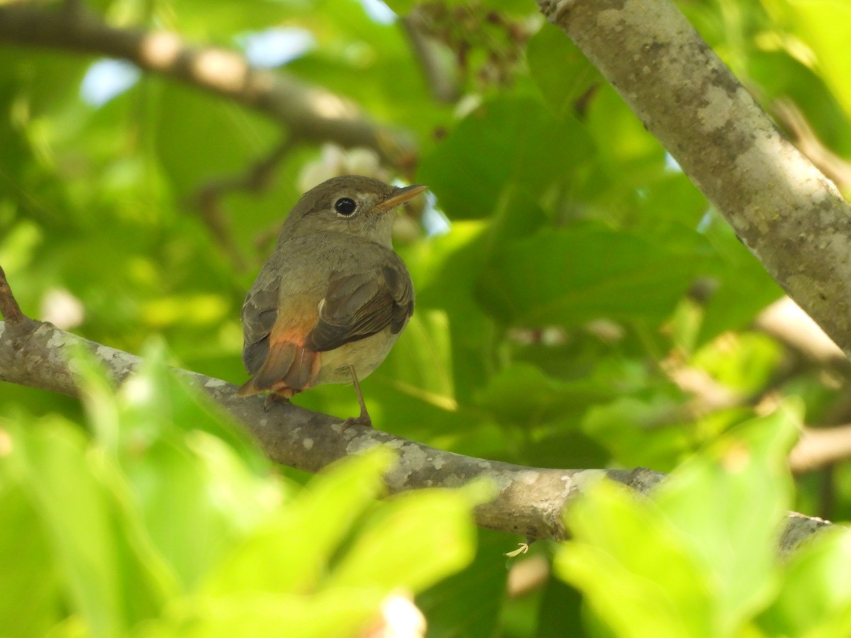 Rusty-tailed Flycatcher - ML633392442