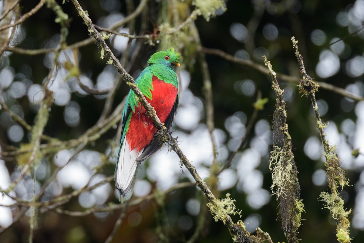 Crested Quetzal - ML633392468