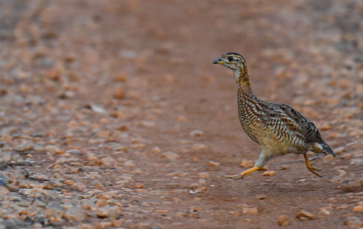 White-throated Francolin - ML633392547