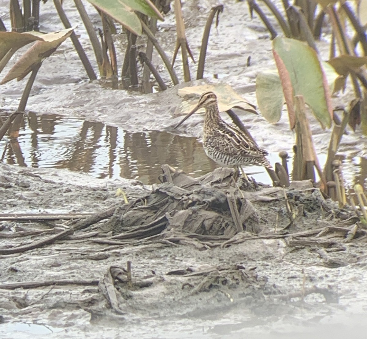 Wilson's Snipe - ML633392718