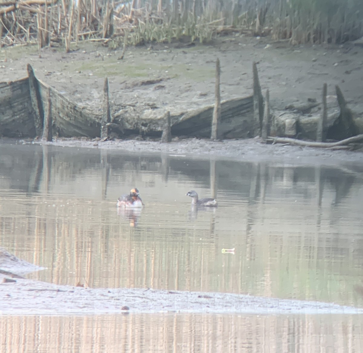 Ухаа шунгуур - ML633392721