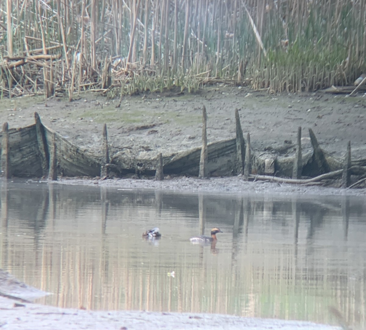 Ухаа шунгуур - ML633392722