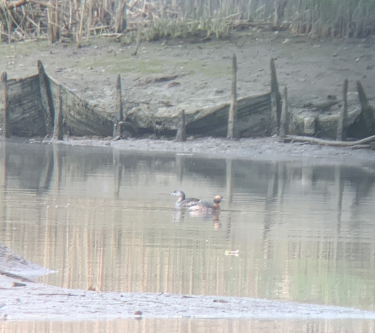 Ухаа шунгуур - ML633392723