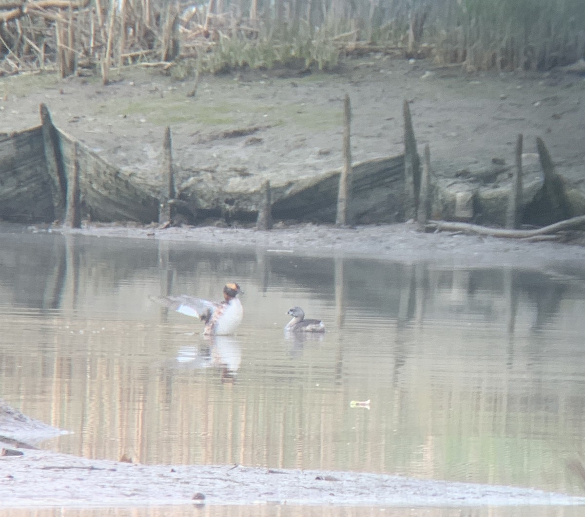 Ухаа шунгуур - ML633392724