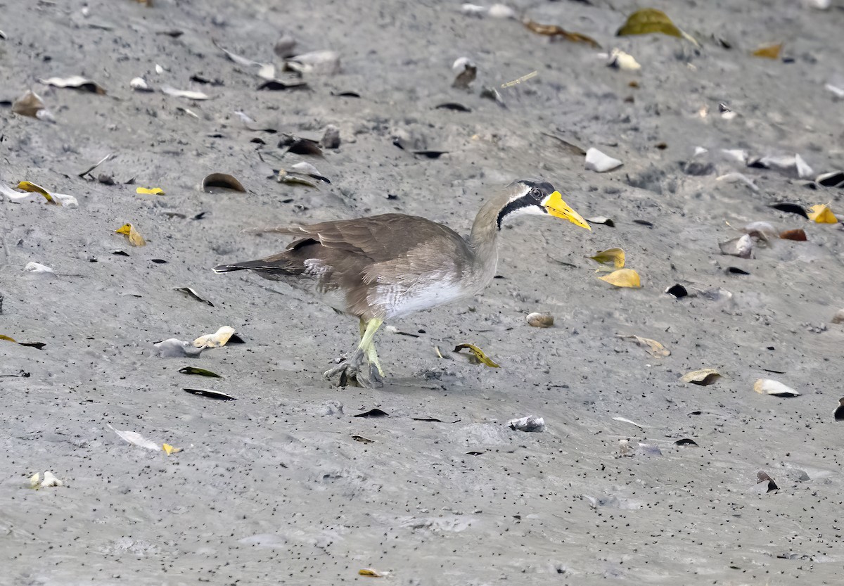 Masked Finfoot - ML633392811