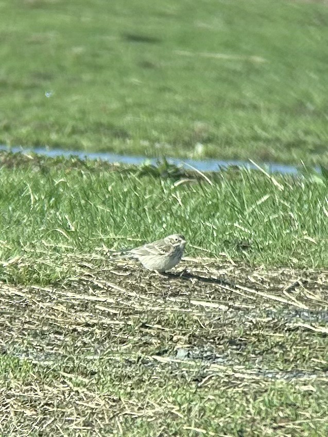 Vesper Sparrow - ML633392906