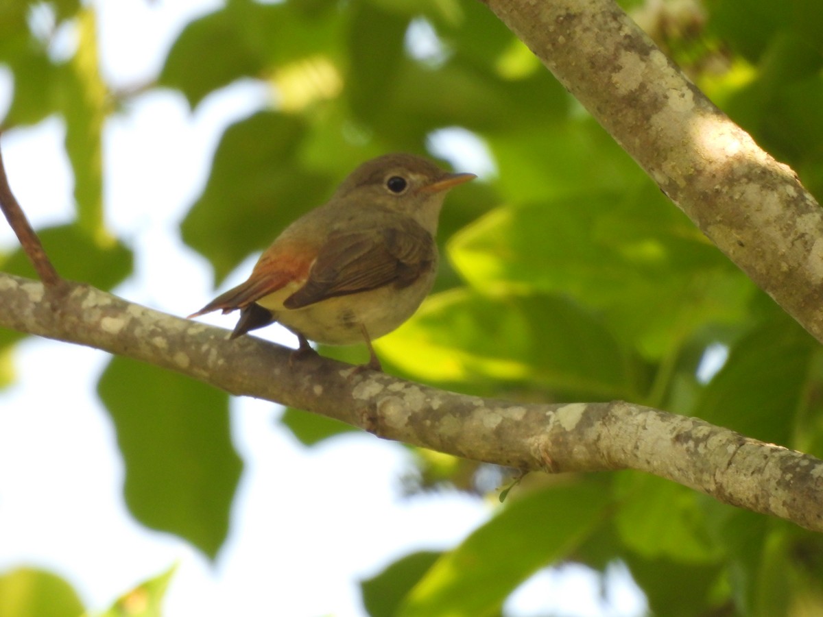 Rusty-tailed Flycatcher - ML633392942