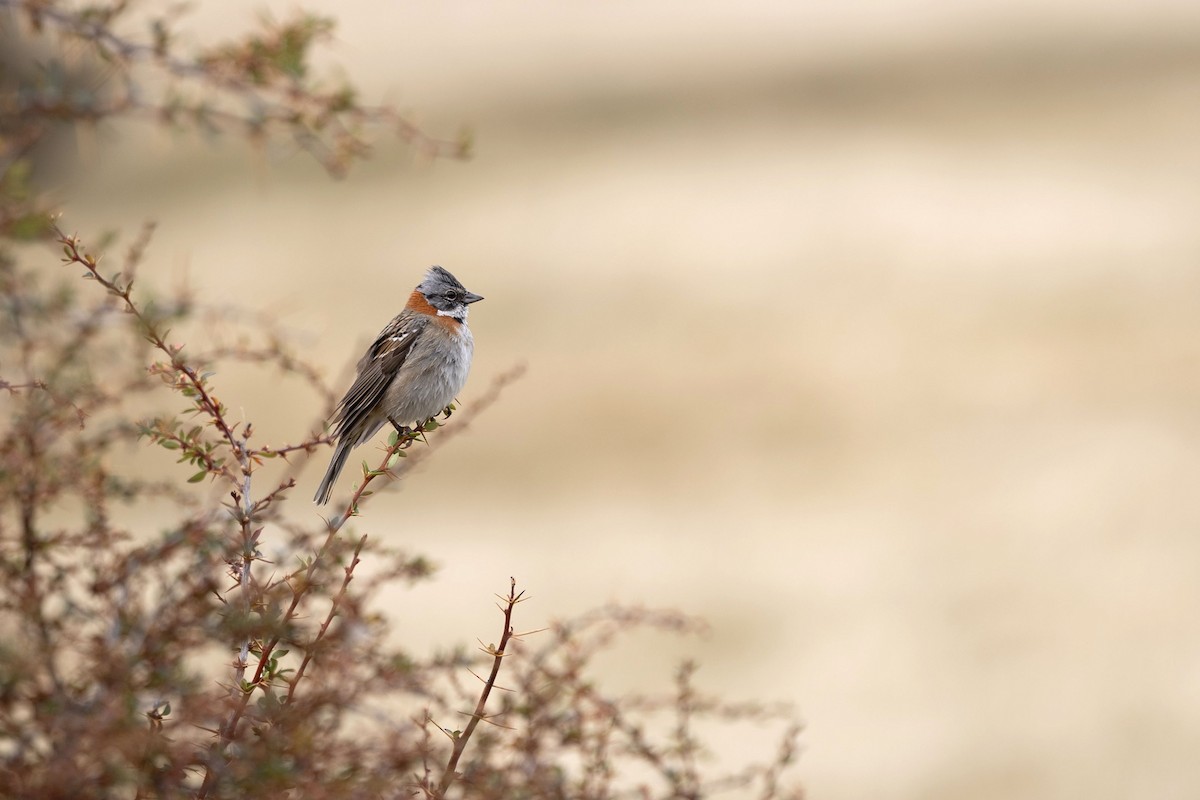 Rufous-collared Sparrow - ML633393104