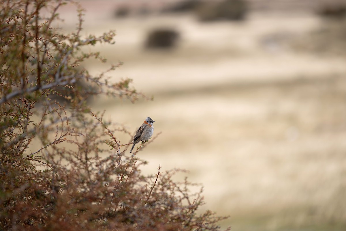 Rufous-collared Sparrow - ML633393105