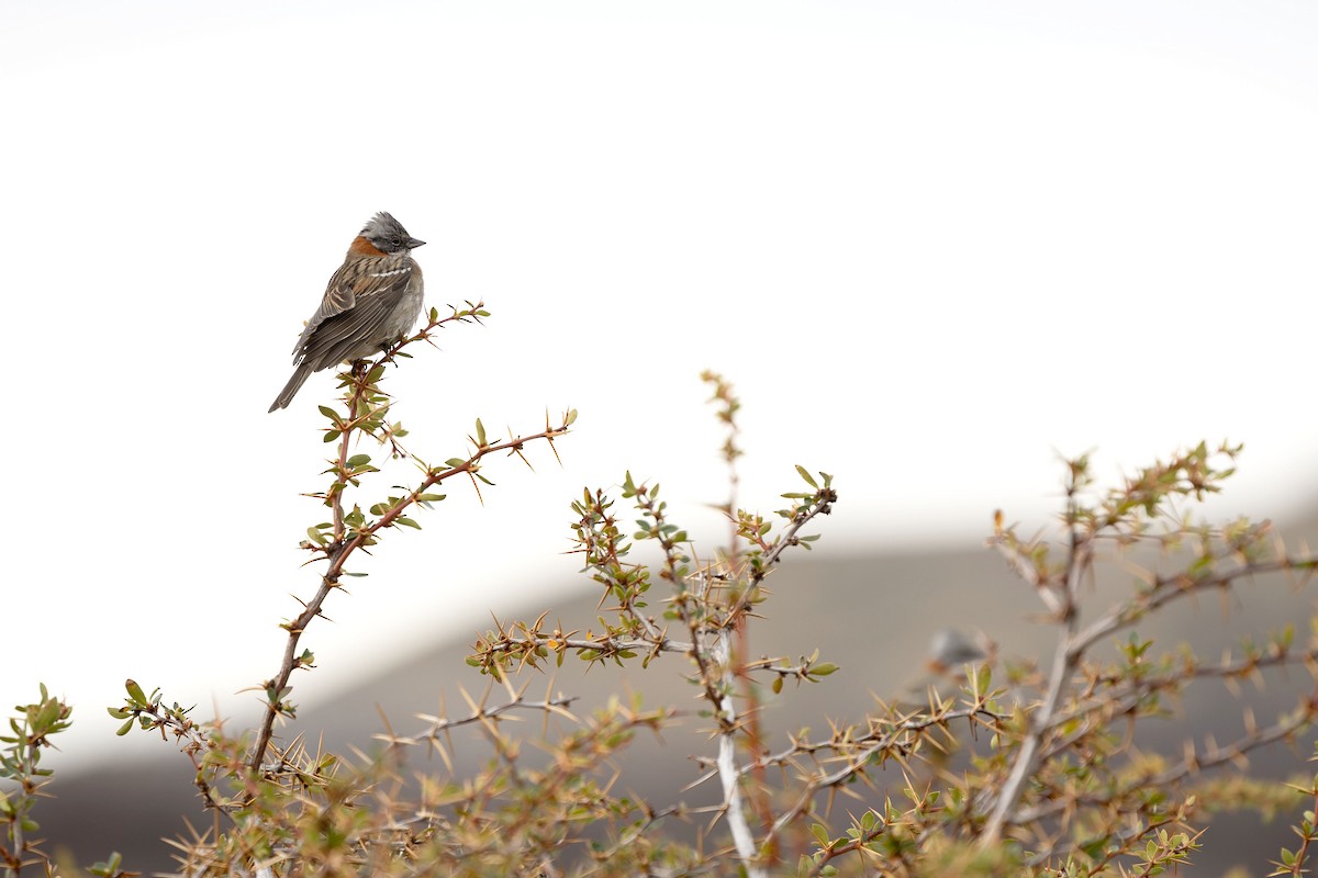 Rufous-collared Sparrow - ML633393106