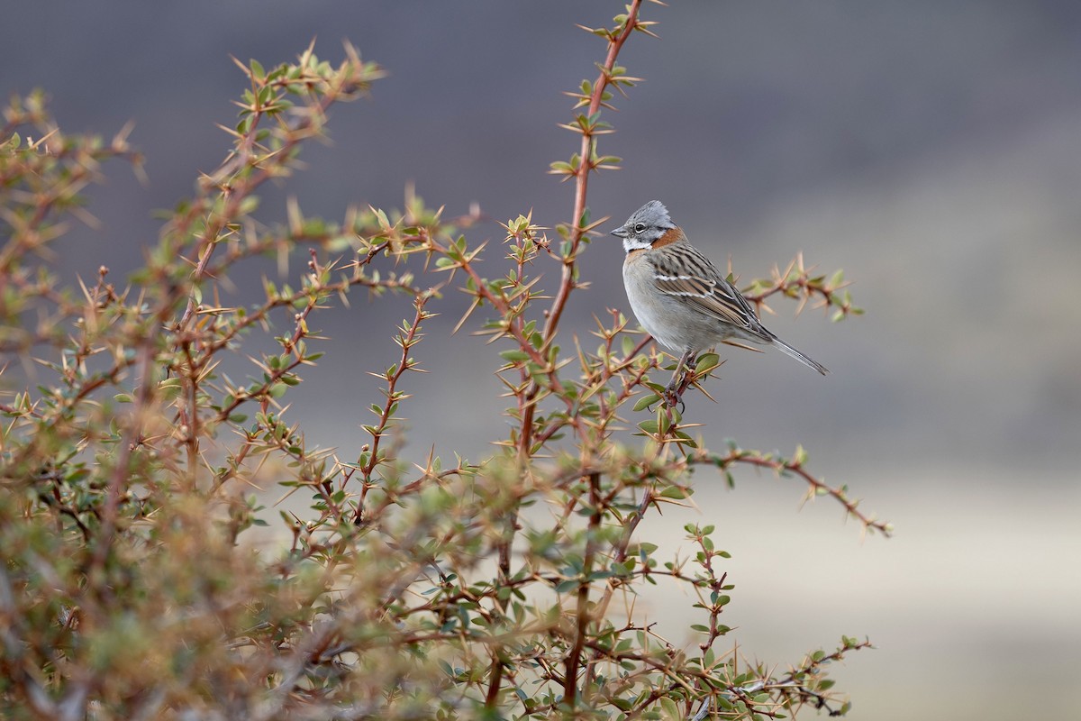 Rufous-collared Sparrow - ML633393107