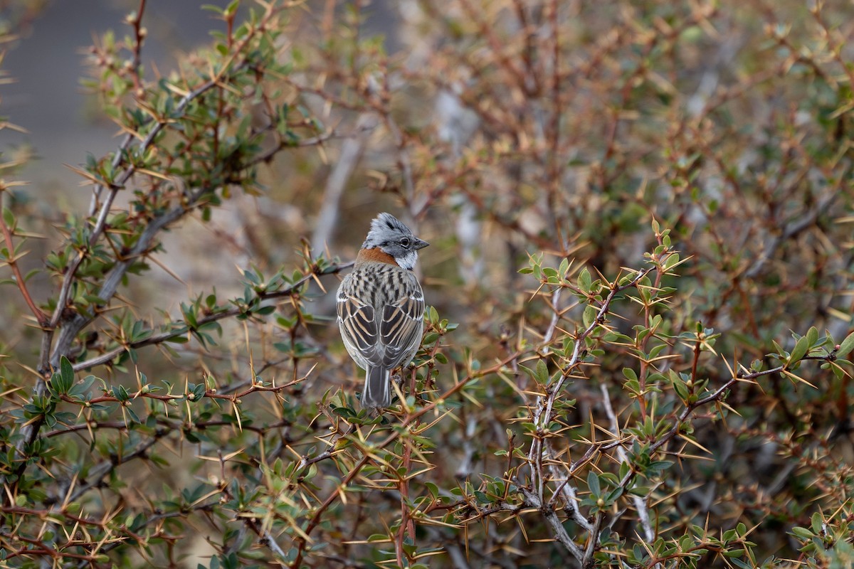 Rufous-collared Sparrow - ML633393108