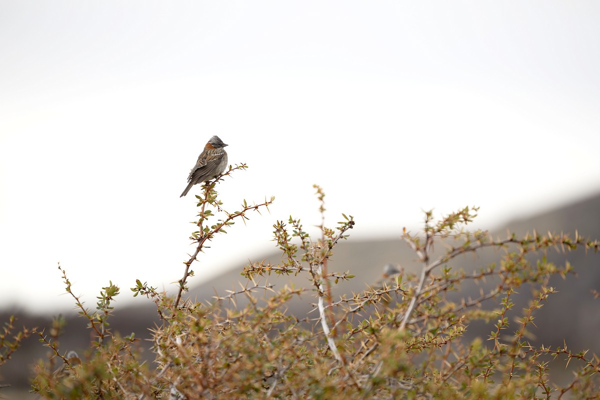 Rufous-collared Sparrow - ML633393109