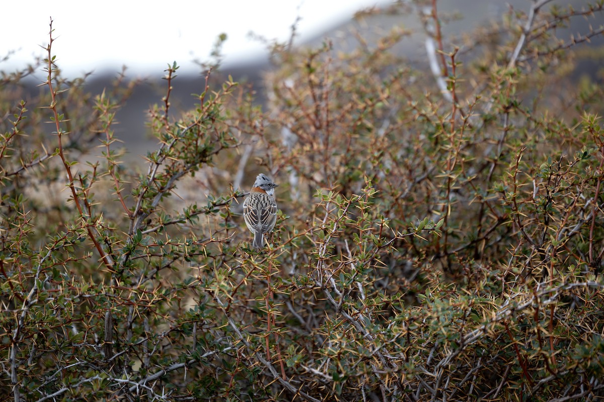 Rufous-collared Sparrow - ML633393111