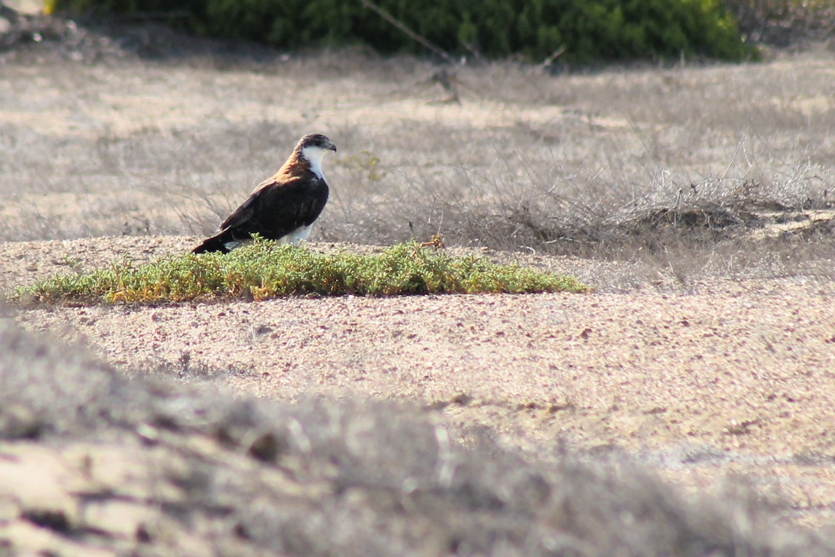 Variable Hawk - Omar Custodio - CORBIDI