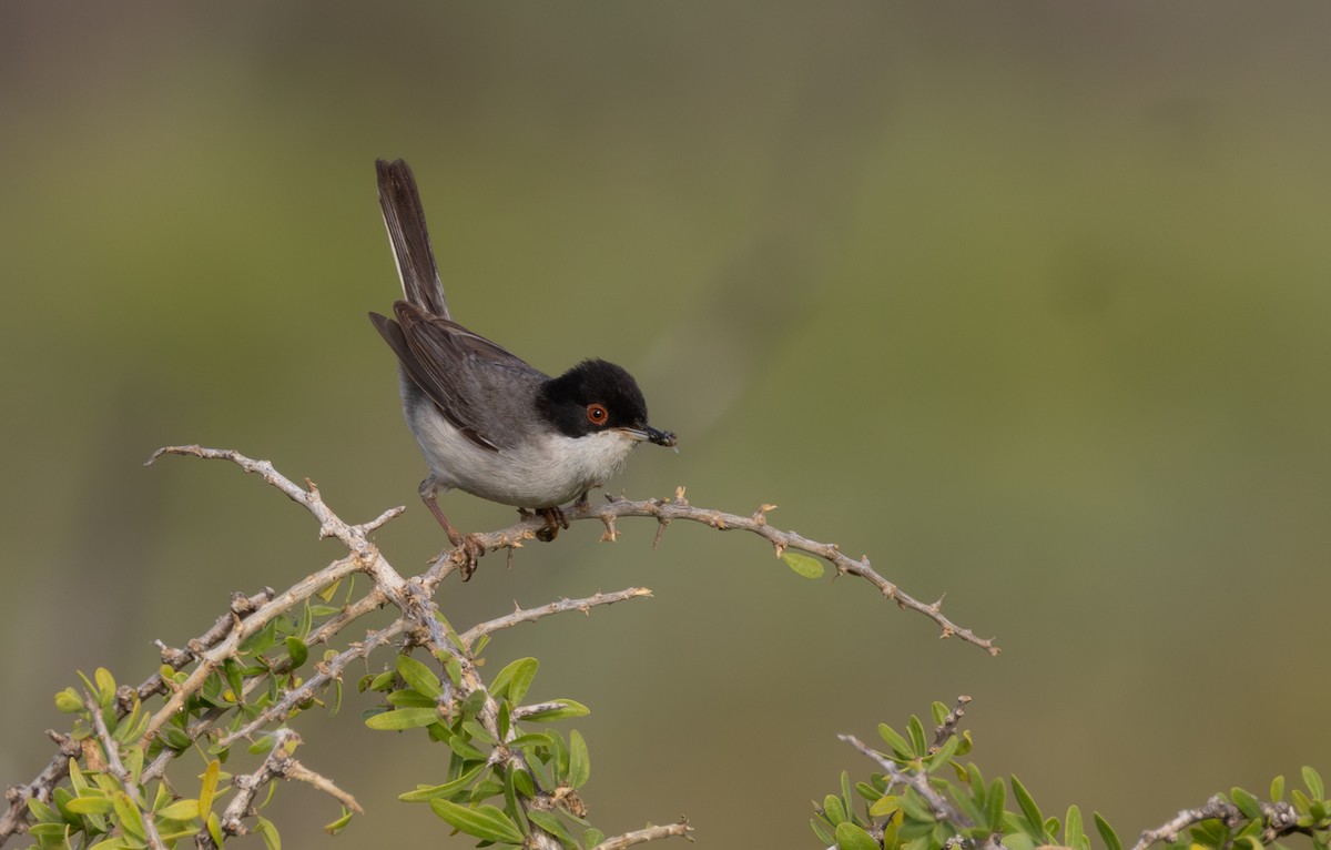 Sardinian Warbler - ML633393137