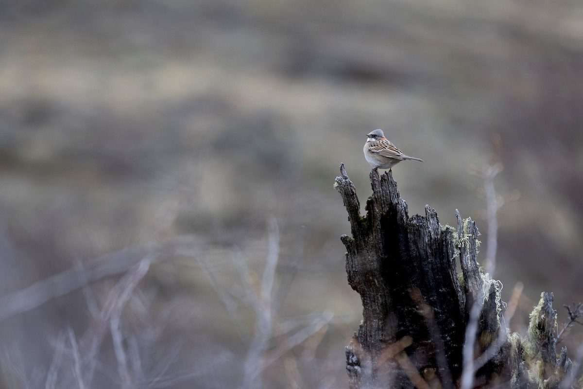 Rufous-collared Sparrow - ML633393190