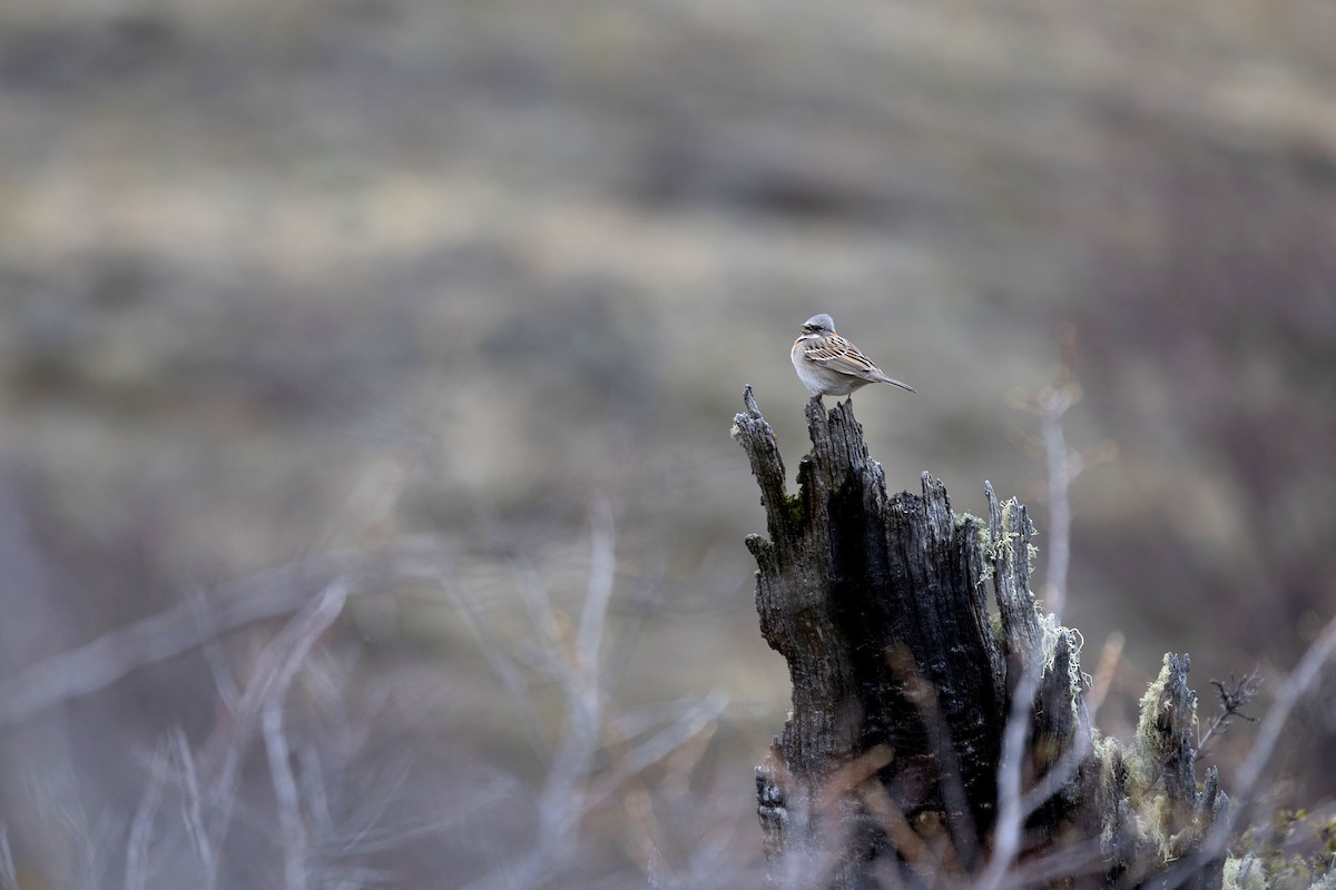 Rufous-collared Sparrow - ML633393191
