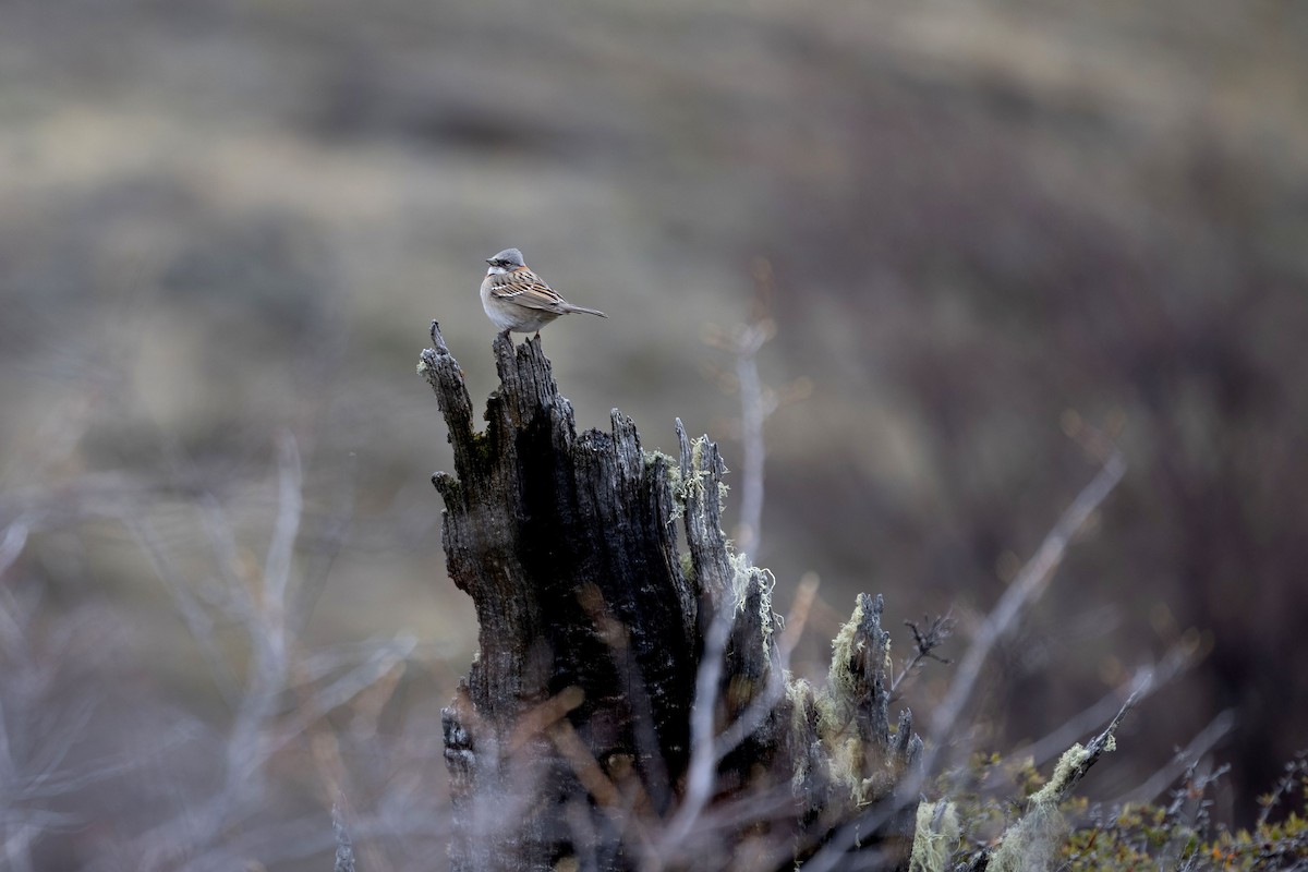 Rufous-collared Sparrow - ML633393192